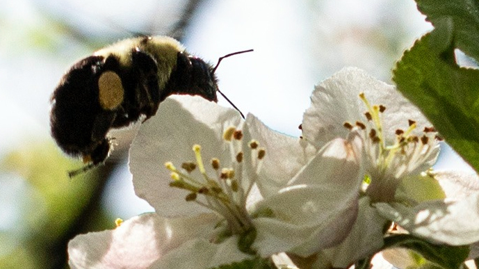 Let Him Bee